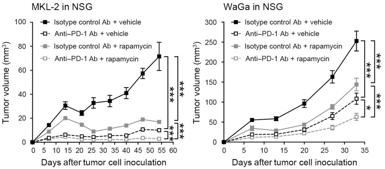 Tumor growth kinetics (means ± SEM) of MKL-2 or WaGa cells grafted to NSG mice.jpg